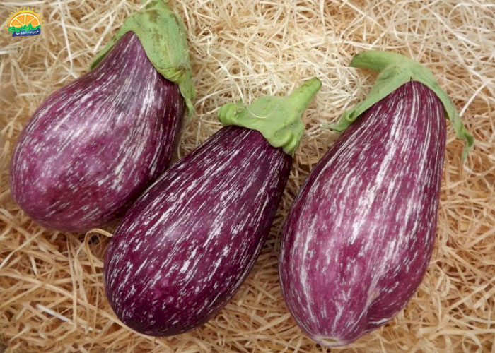 بادمجان گرافیتی