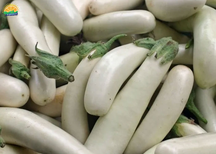 بادمجان سفید 