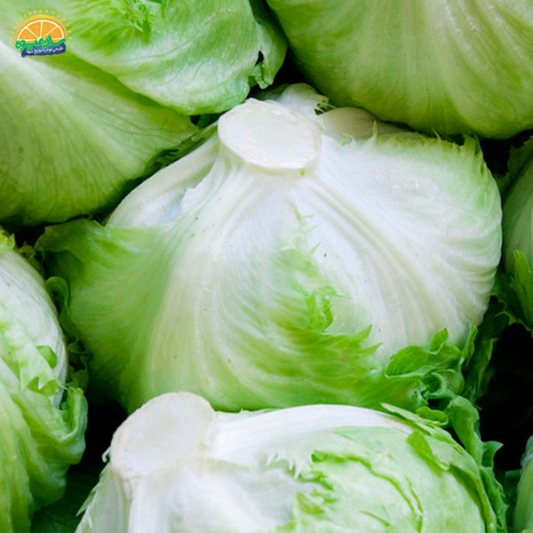 بهبود لخته شدن خون با مصرف کاهو پیچ