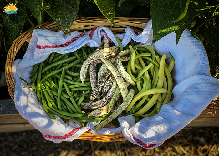 مصرف لوبیا سبز و سلامت قلب