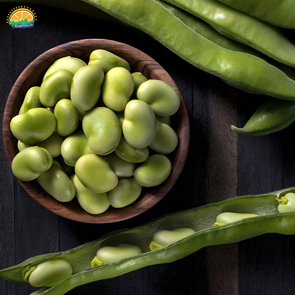 ذخیره و نگهداری باقالی سبز