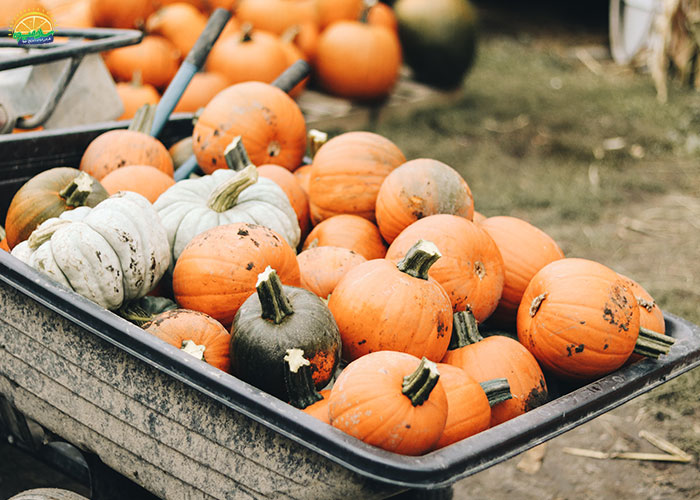 درمان گرفتگیهای شکمی از خواص کدو حلوایی برای زنان باردار