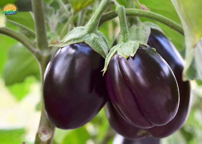 فواید بادمجان دلمه ای برای کودکان