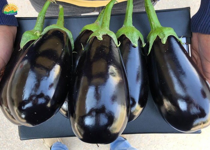 فواید بادمجان دلمه ای برای پوست