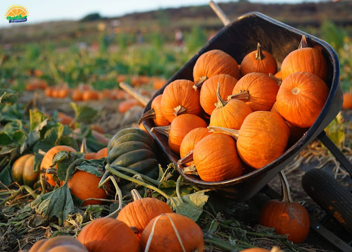 فواید کدو حلوایی برای لاغری