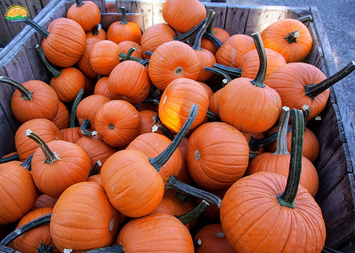 فواید کدو حلوایی برای سگ