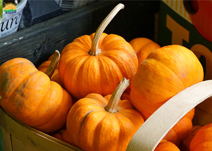 فواید کدو حلوایی در بارداری