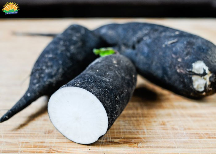 فواید خوردن ترب سیاه برای کاهش توزیع گلبول‌های قرمز خون