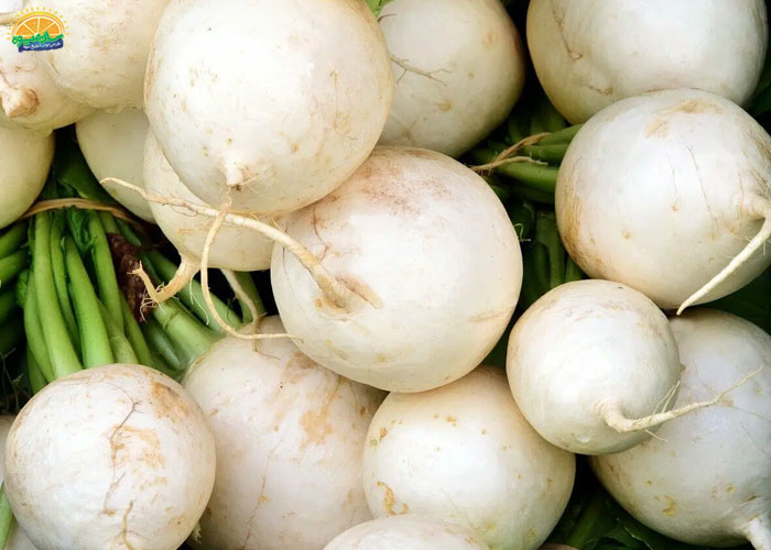 فواید ترب سفید برای بیماران مبتلا به دیابت