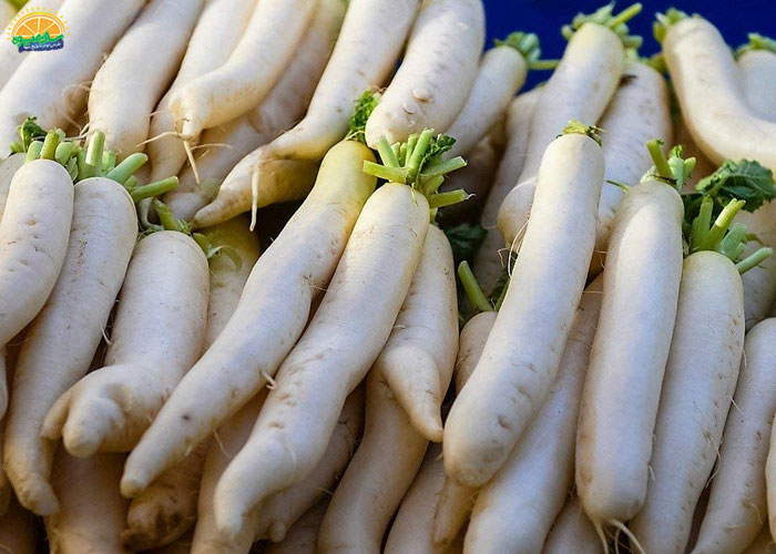 فواید ترب سفید برای کبد