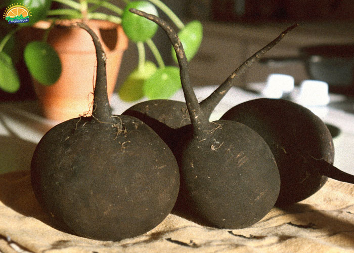 خواص ترب سیاه برای تقویت عملکرد دستگاه گوارش و کبد 