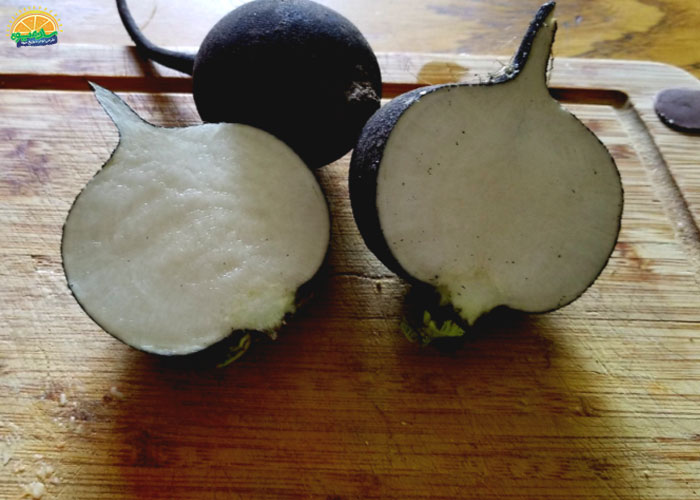 فواید ترب سیاه برای کرونا