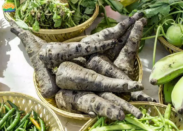 فواید ترب سیاه - خواص آب ترب در کاهش ریسک بروز سرطان 