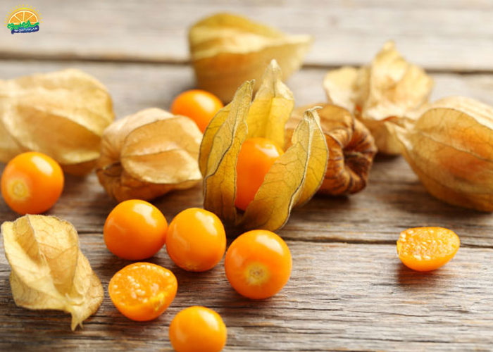 فیسالیس غنی از مواد مغذی