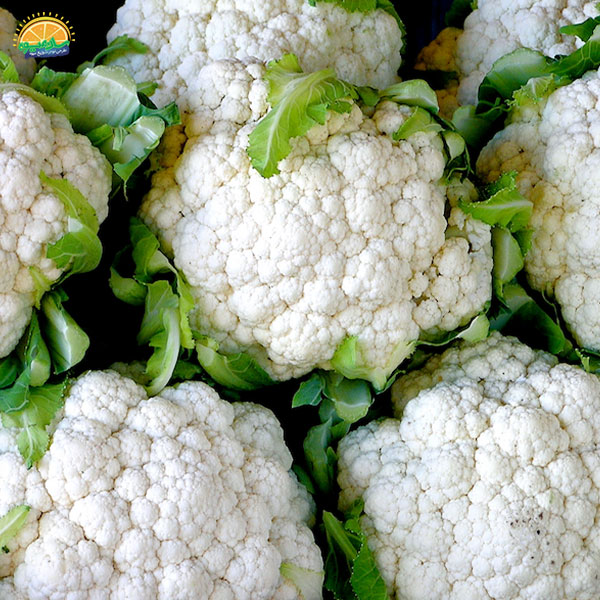 گل کلم گیاه پرخاصیت