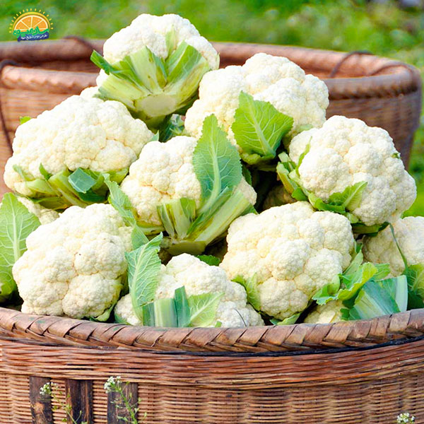 گل کلم یکی از سبزیجات سالم و مغذی