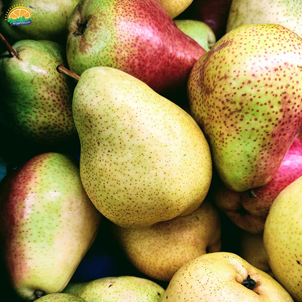 ترکیبات گیاهی گلابی بیروتی