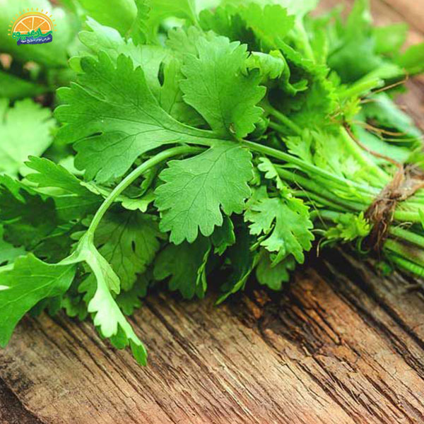 سبزی خوردن و تقویت سیستم خون رسانی: گشنیز، تنظیم‌کننده‌ی قند خون