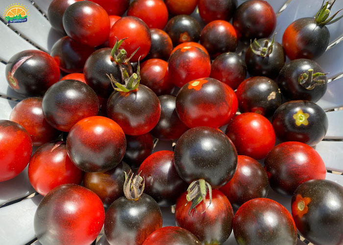 انواع گوجه گیلاسی - گوجه گیلاسی مشکی