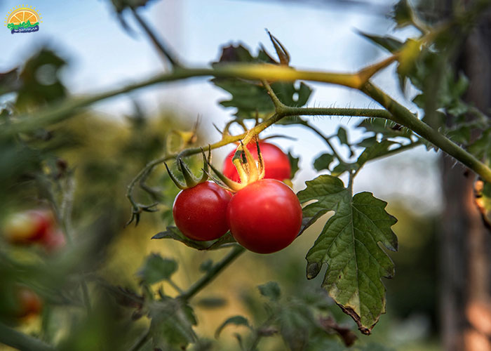 گوجه گیلاسی و خطر سالمونلا