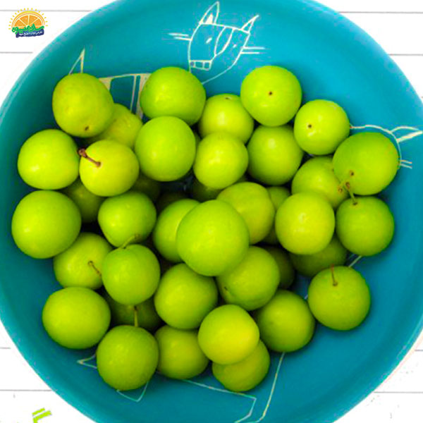 گوجه سبز و سلامت سیستم گوارش بدن