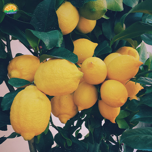 جلوگیری از تشکیل سنگ کلیه با مصرف لیمو سنگی