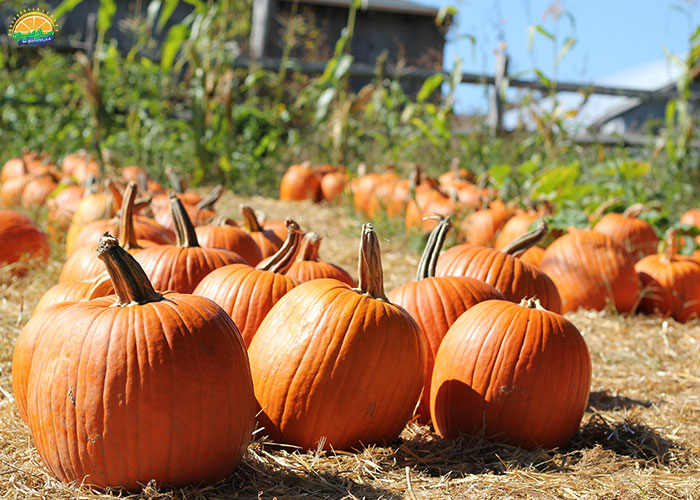 خواص کدو حلوایی برای بیماران مبتلا به دیابت
