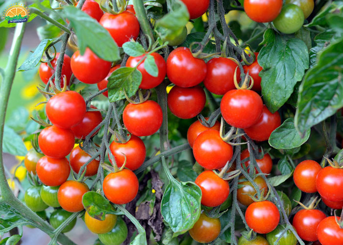 کالری گوجه گیلاسی
