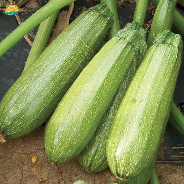 بهبود سلات سیستم گوارش با کدو سبز