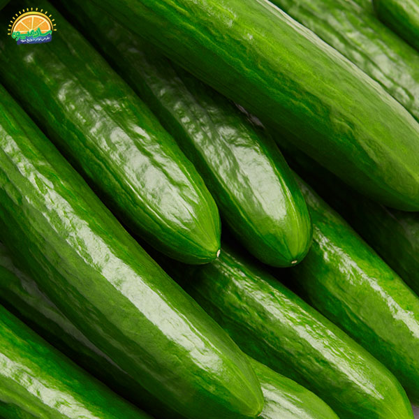 خاصیت آب‌رسانی خیار سالادی