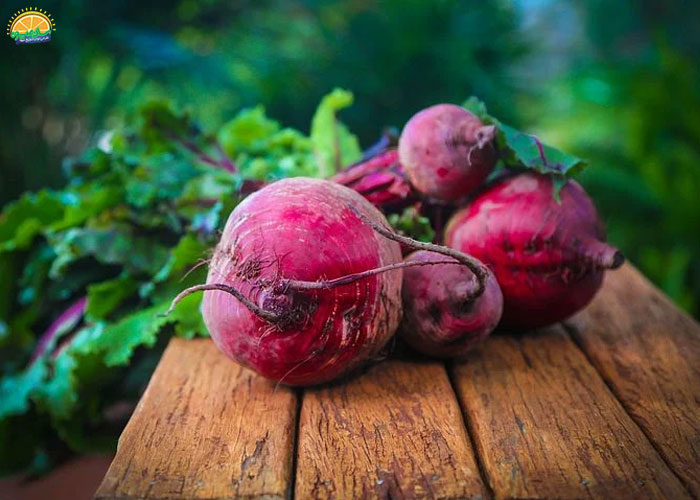 خاصیت چغندر لبو 