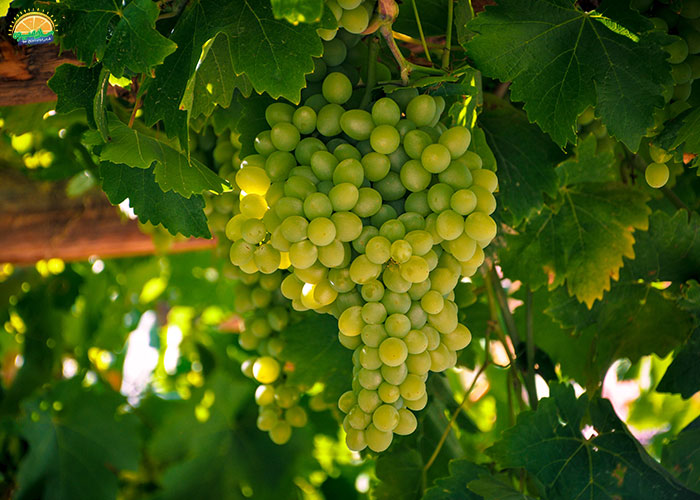 خرید انگور مهره