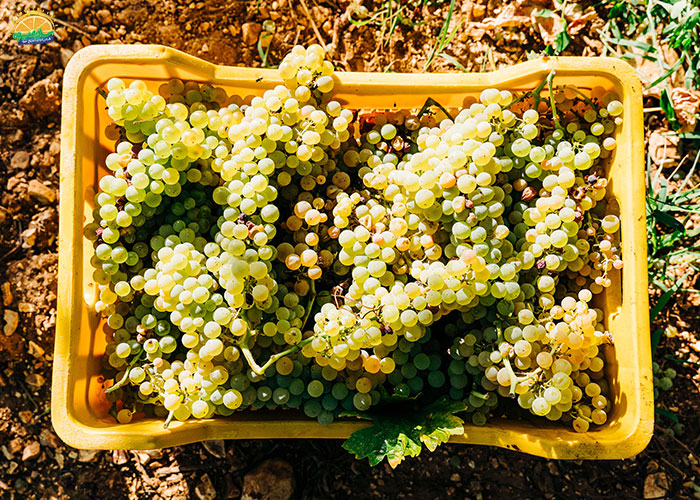 خرید انگور مهره از فروشگاه اینترنتی سان میوه