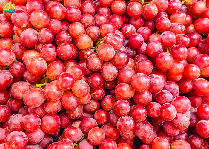 خرید انگور قرمز بیدونه