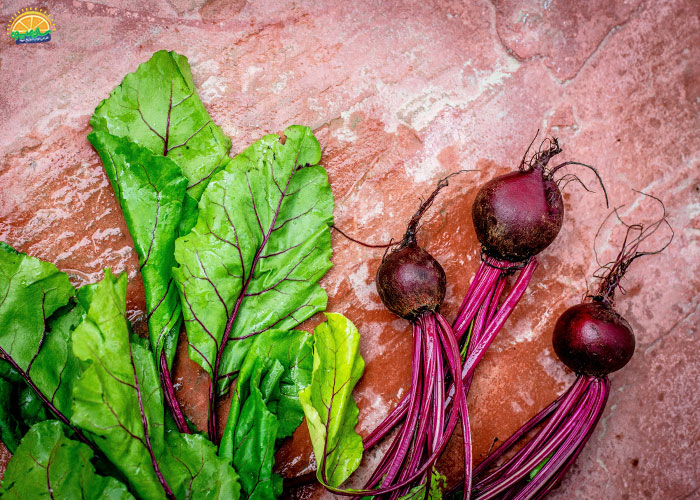 خرید چغندر لبو