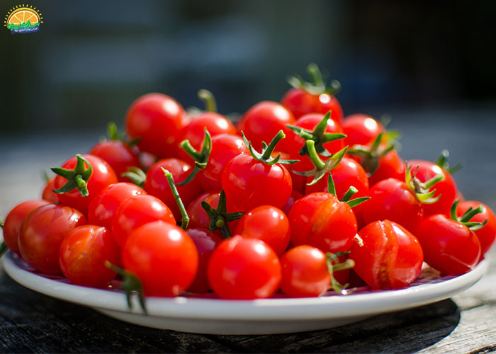 خرید گوجه گیلاسی