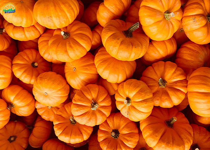 خرید کدو حلوایی