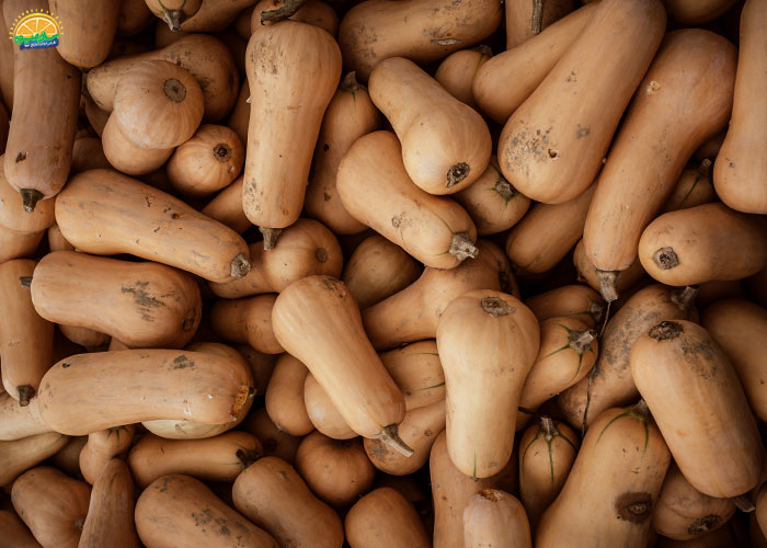 خرید کدو حلوایی از فروشگاه اینترنتی سان میوه