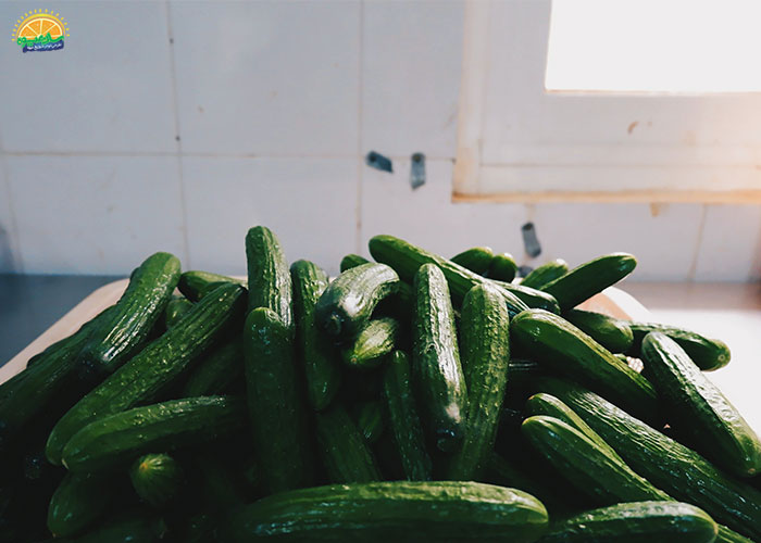 ویتامین‌ها و مواد مغذی خیار اصفهانی