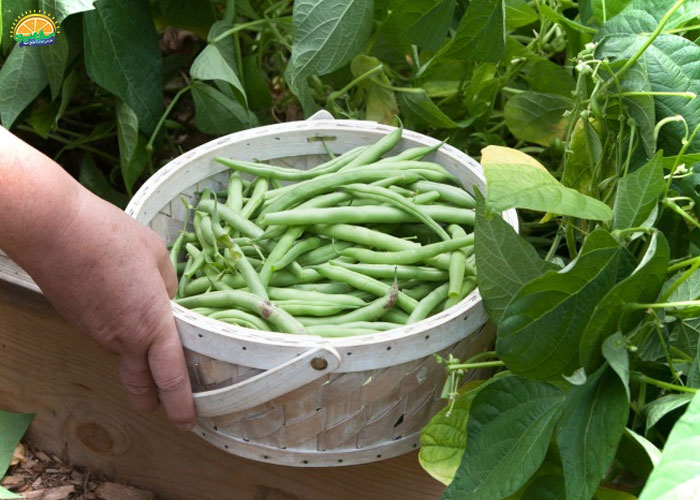 خرید لوبیا سبز تازه از فروشگاه اینترنتی سان میوه