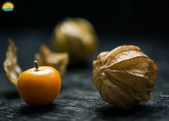 خرید میوه فیسالیس