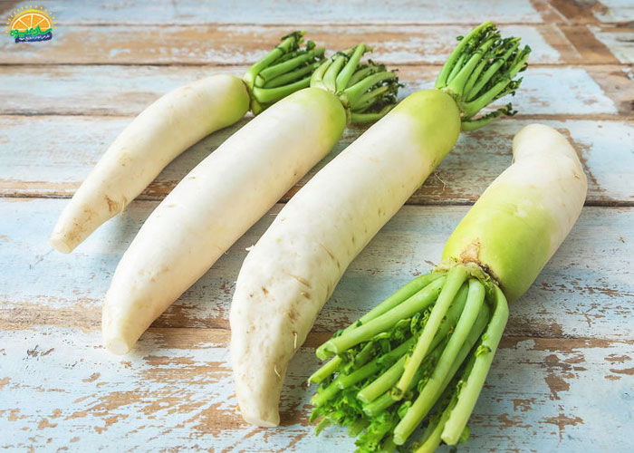 خرید آنلاین ترب سفید