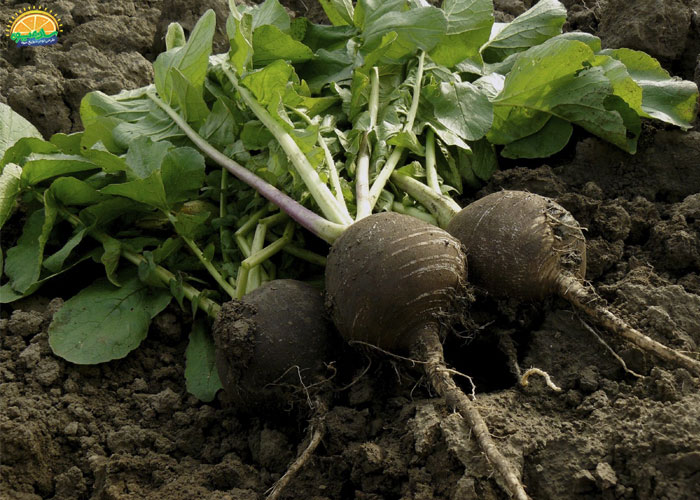 خرید ترب سیاه