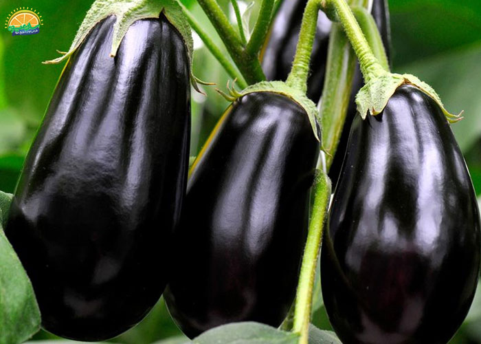 خواص بادمجان دلمه