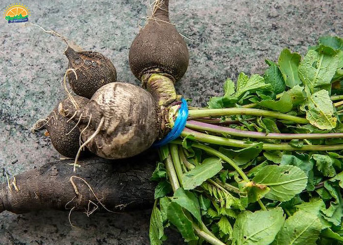 خواص برگ ترب سیاه