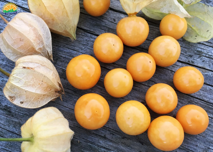 خواص فیسالیس برای سلامت دستگاه گوارش