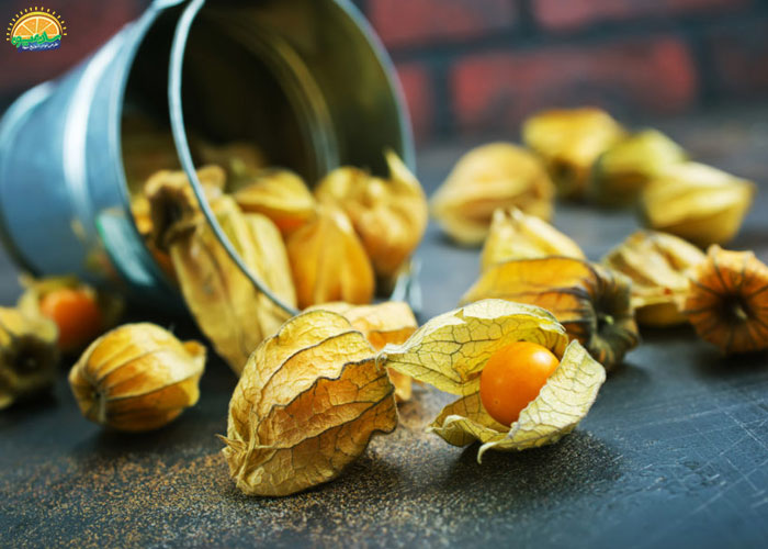 خواص فیسالیس برای سلامتی چشم