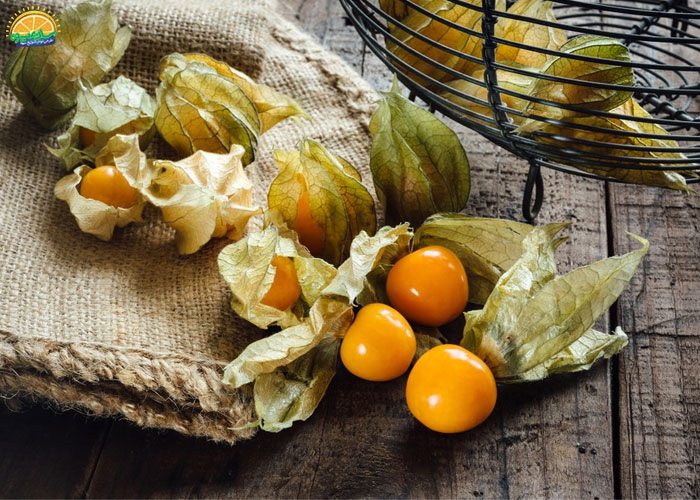 خواص فیسالیس برای سلامتی استخوانها