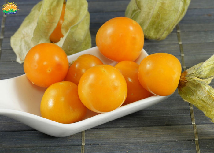 خواص فیسالیس در بارداری