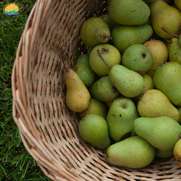 خواص گلابی برای کرونا